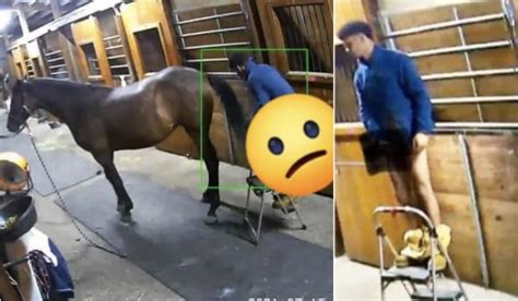 man fuckes a horse|Man fucks horse and makes sure to cum hard .